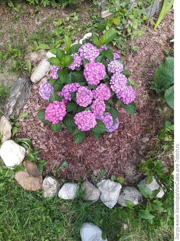 Крупнолистная гортензия в Подмосковье