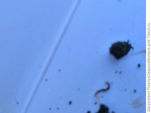маленькие черви белесого цвета длина около 1,5см . Извеваются очень и вытягиваются в длину.Едва заметные в земле. Вредные они или нет?