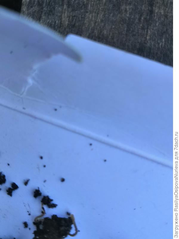 скажите что это за черви?