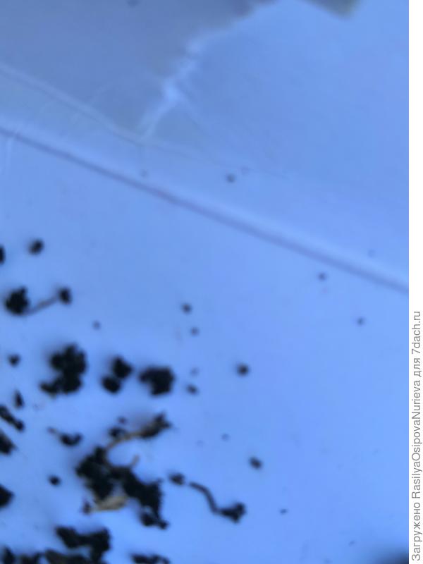 черви  в земле