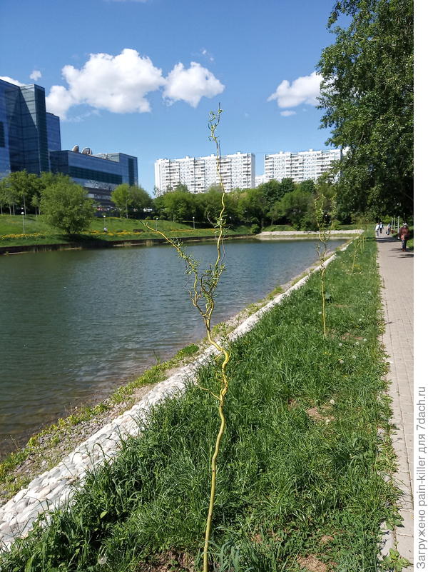что за деревце? Москва.