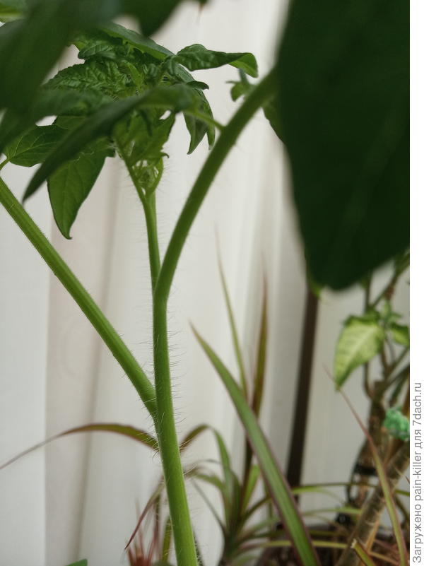 выросло в цветочном горшке