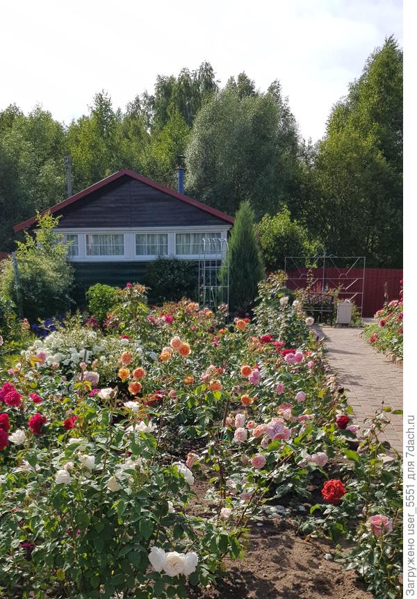 Розы