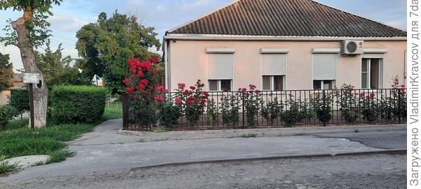 К стене не практично , лучше рядом делать шпалеру и оюрезать после цветения иначе на крышу залезет .