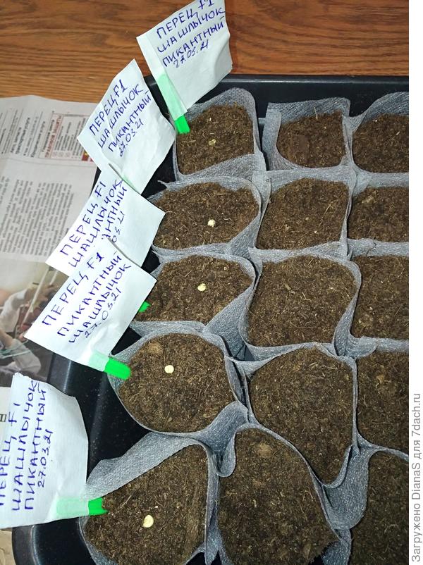 Высажены в отдельную квартирку из биоткани