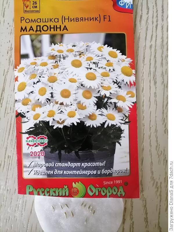 Количество семян ромашка