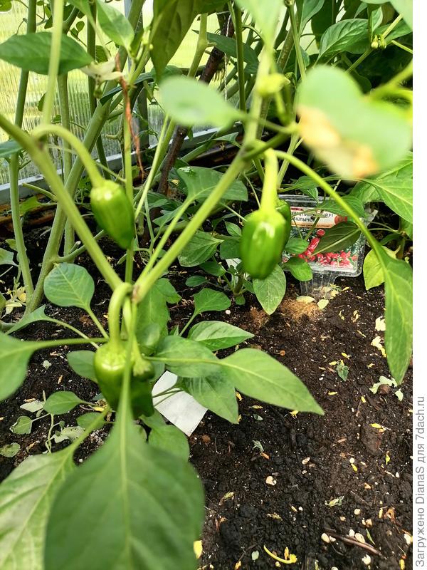 Шашлычок 12 июля