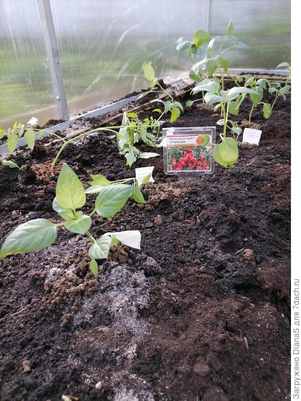 Шашлычок перемещен в теплицу