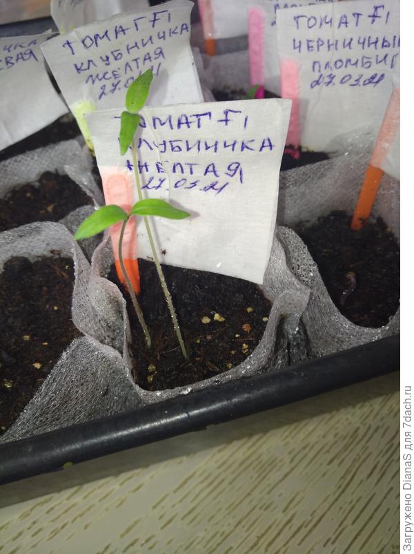 Клубничка