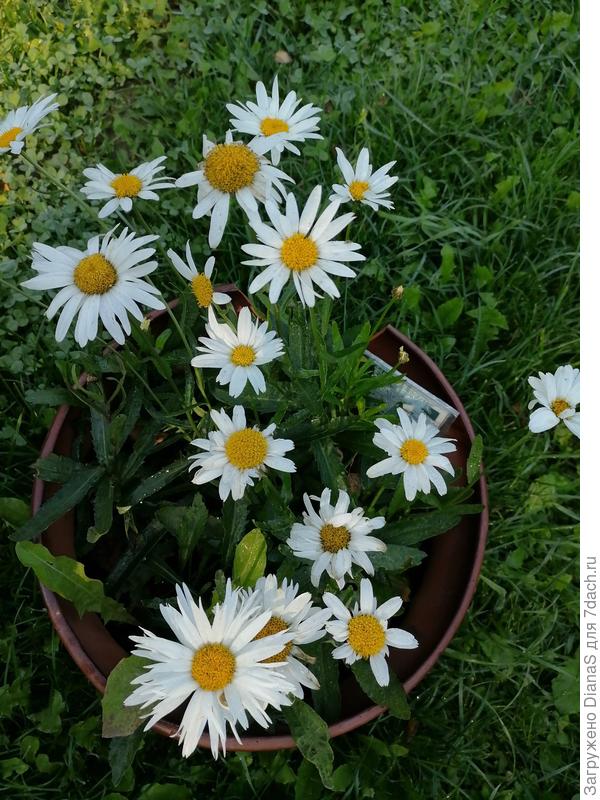 Ромашка 12 сентября