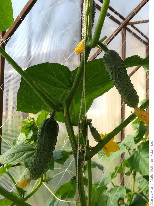 Живёт, растёт, плрдоносит.