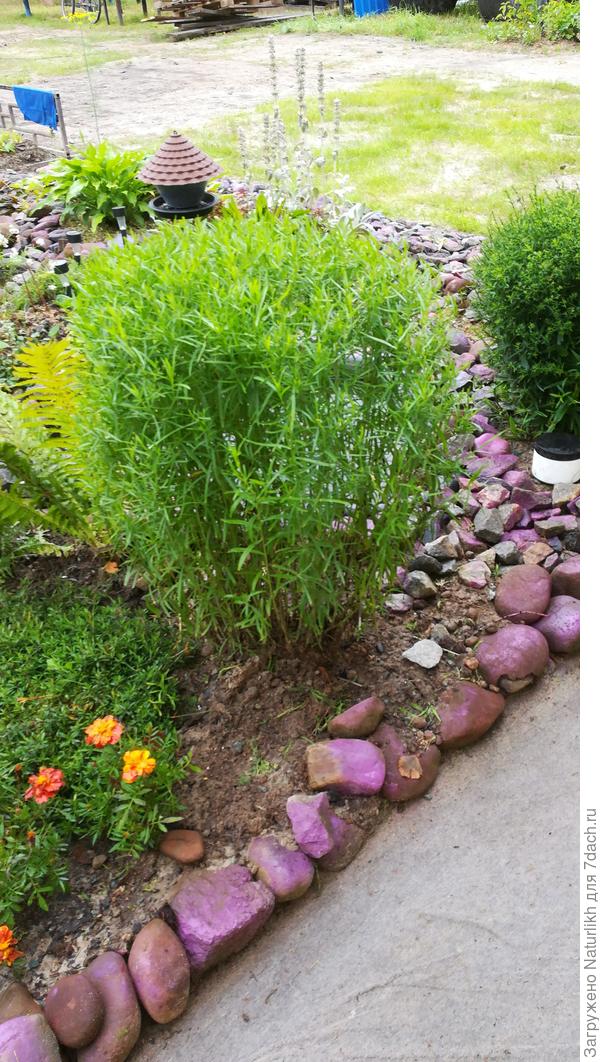 Мой тархунчик