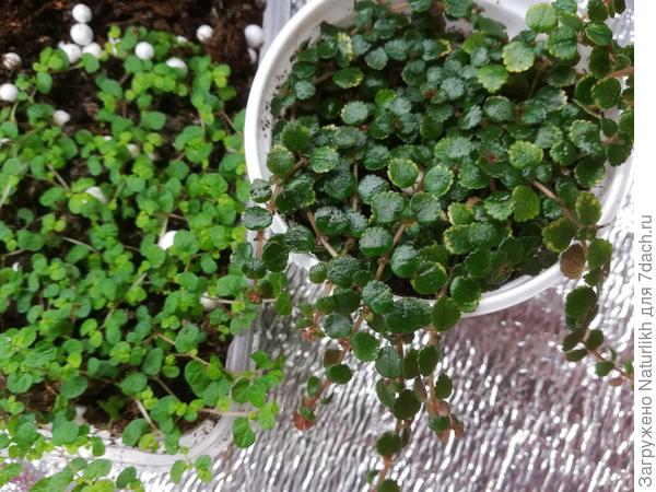 Покупали, как солейролию.  Но расположение листиков другое.