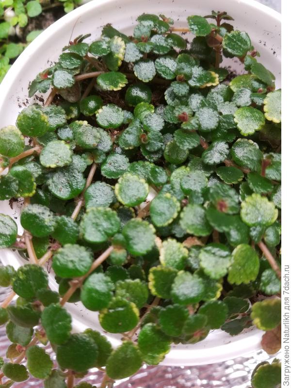 Листочки чуть крупнее и толще