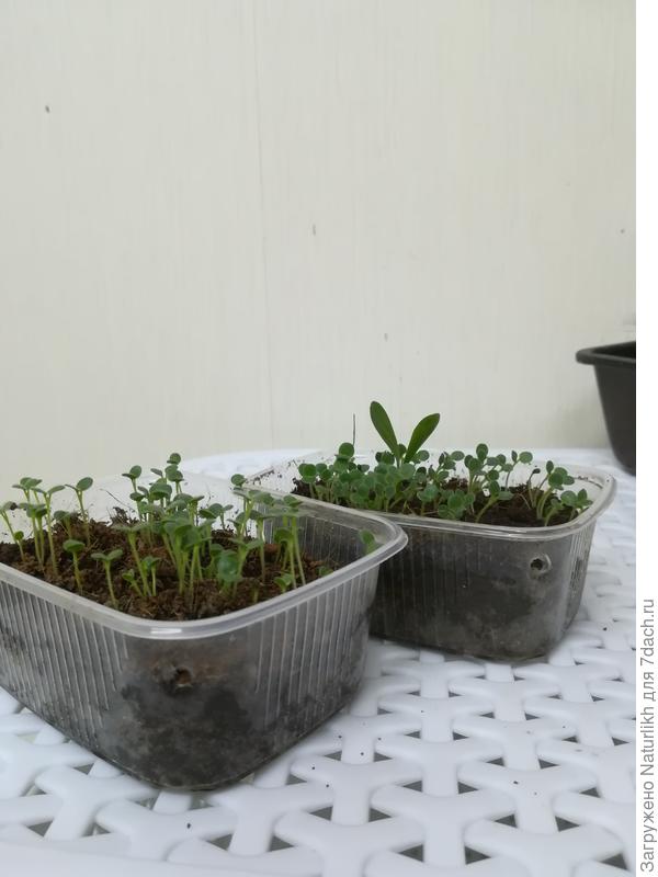 Крышечка нам уже не нужна!