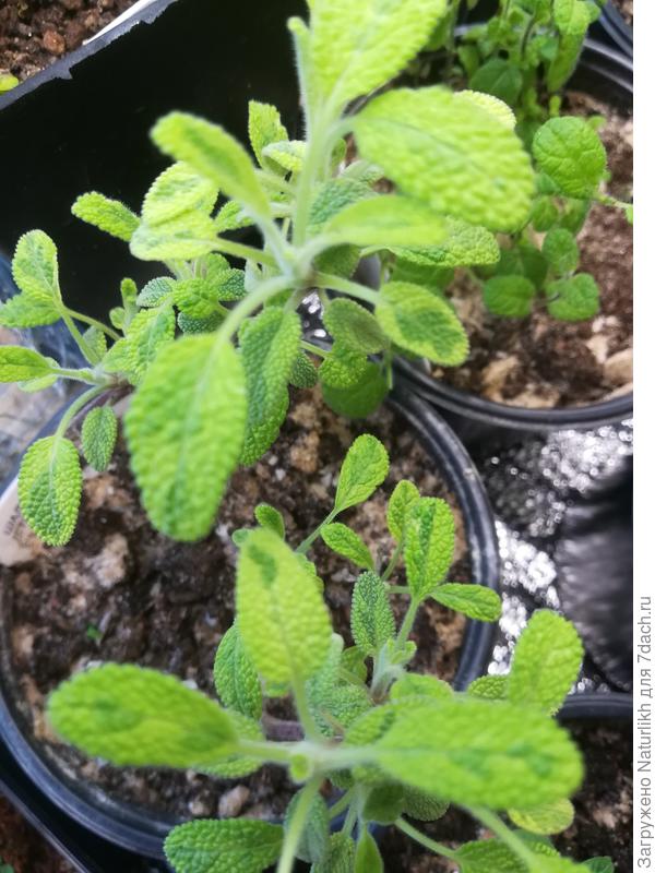 Единственный экземпляр шалфея из питомника. В феврале будем черенковать