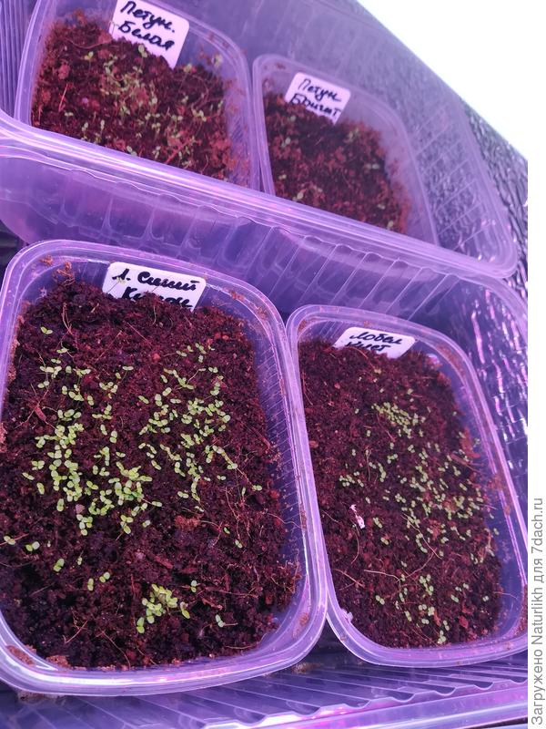 Новенькие, им неделька.