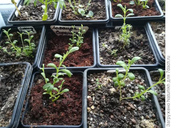 Лаванда разных агрофирм, посев в горячую землю без стратификации. Семена проклюнулись на 4 сутки на поверхности. Лаванда тоже 2 мес.