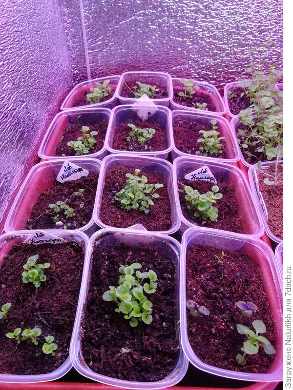 Лобелии ампельные после пикировки