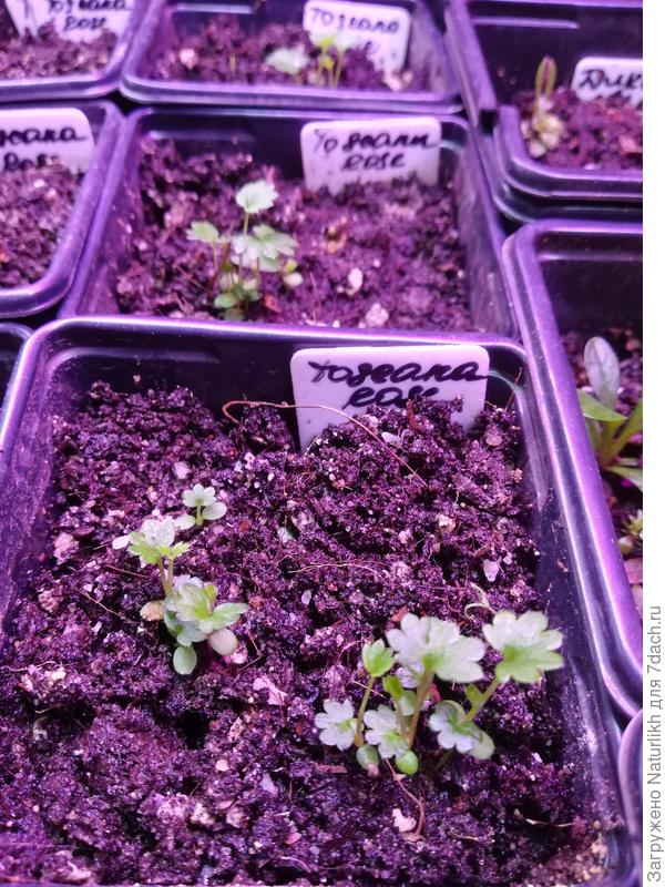 Ампельная земляника в возрасте 2 мес, посев в горячую землю без стратификации