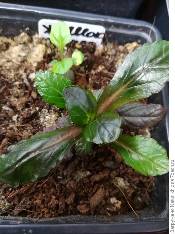 Живучки пошли в рост. Получены из питомника в ноябре размером менее 1 см, вся поверхность грунта была затянута маршанцией.