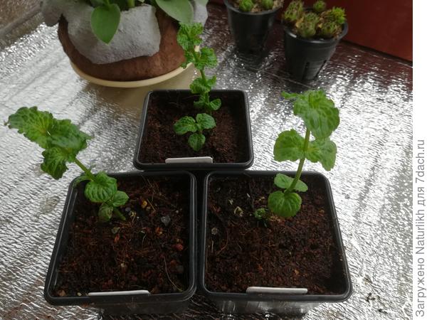 Курчавая мята набирает обороты.