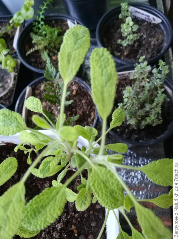 Папоротники и шалфей тронулисть в пост. Рассада из питомника.