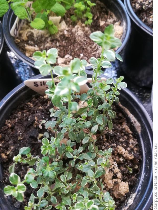 Пестролистный душистый травы, практика показала, хорошо укореняется черенками