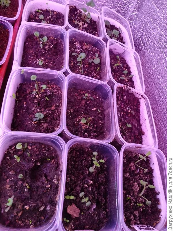 Дихондра в возрасте 1 мес