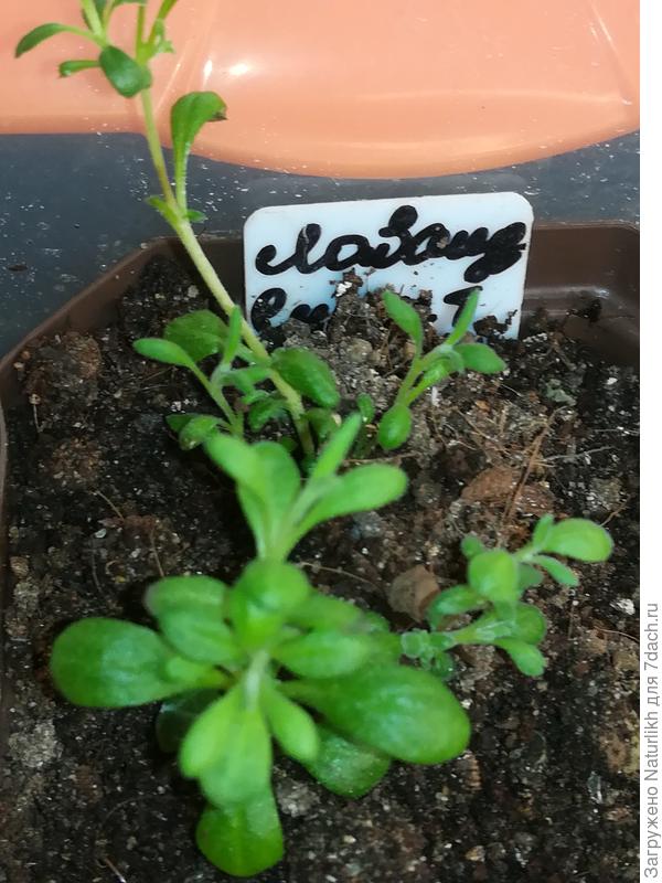 Лавандочка после прищипки