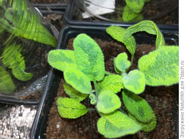 Решила в январе укоренить черенки шалфея.