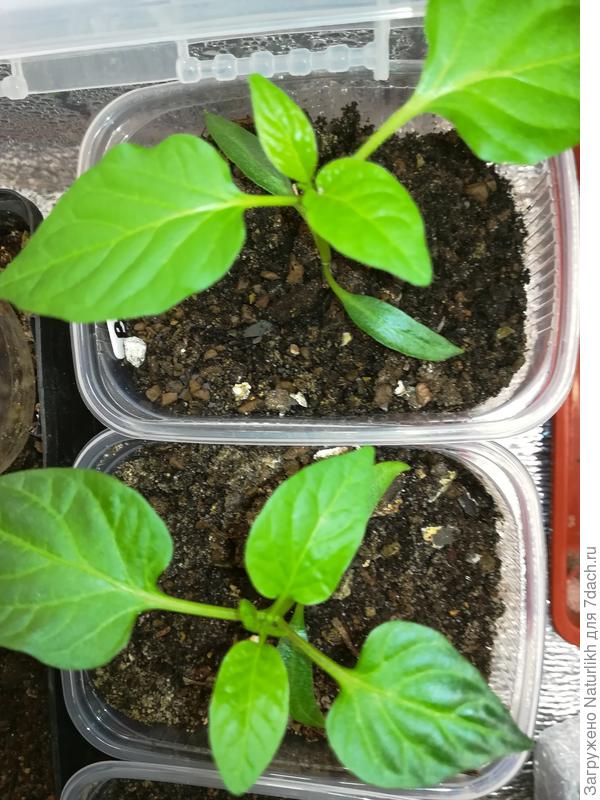 Жёлтые венгерские перчики