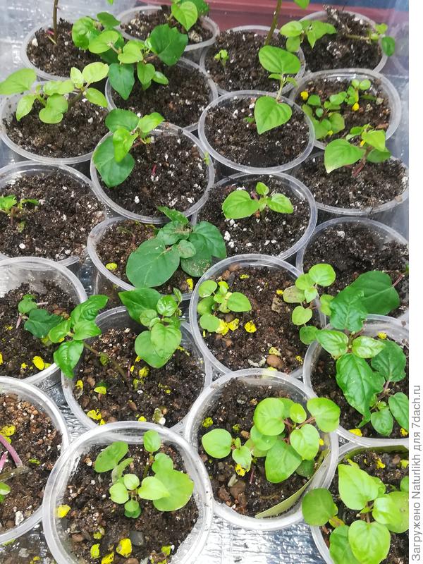 Черенки и сеянцы комнатной черемухи