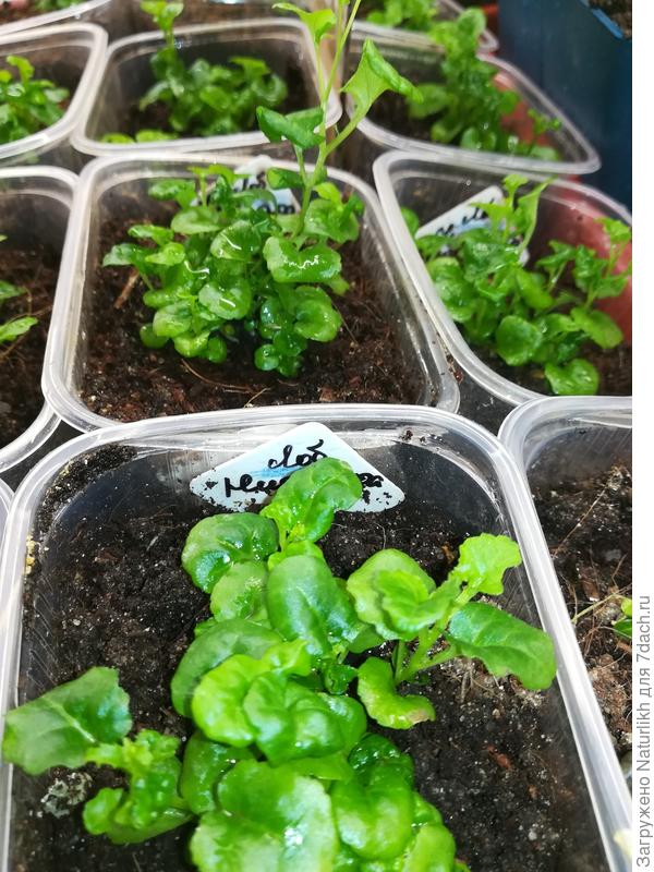 Дирненькие кустики ампельной лобелииии