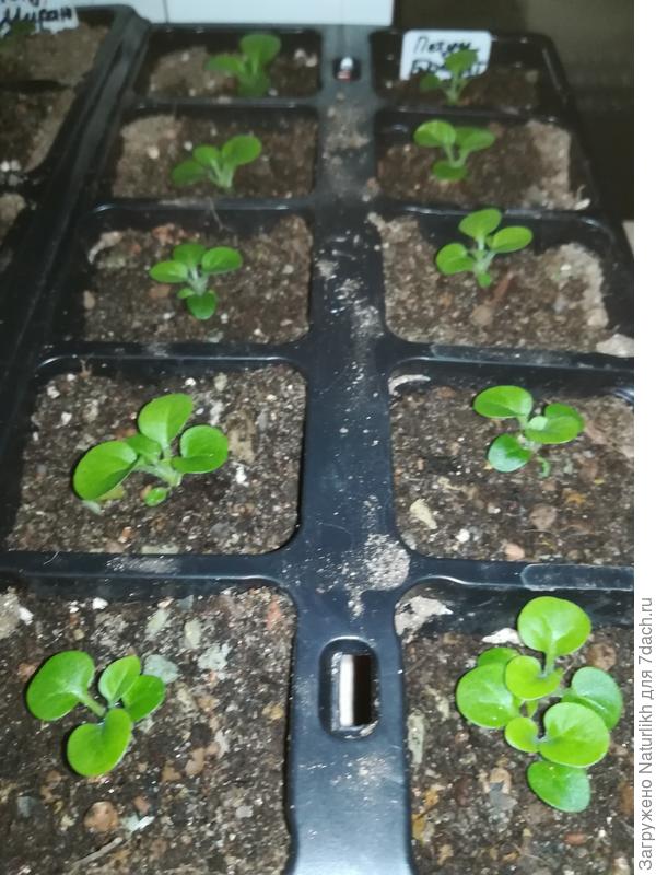 Рапикировали петуньки