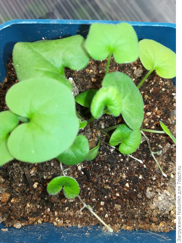 9ря ругала дихондра, выпускает побеги. Рекомендуют первые плети уложить на грунт и прищипнуть кончики.