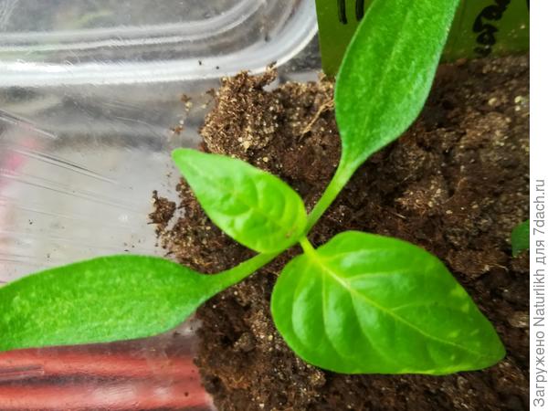 На перцах и томатах  появились первые настоящие листья. Сегодня обнаружила аналогичные пятнышки. Вчера ещё чисто было. Караул.