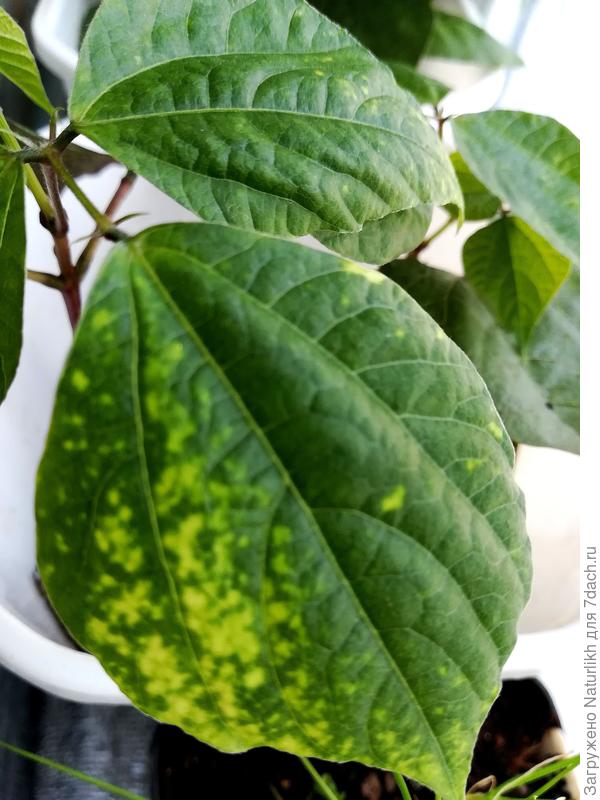 Возможно не хватает какого то элемента. Опрыскала раствором хелат а железа с эпином.  Пполиламгрунтикомплексным удобрением здравень.