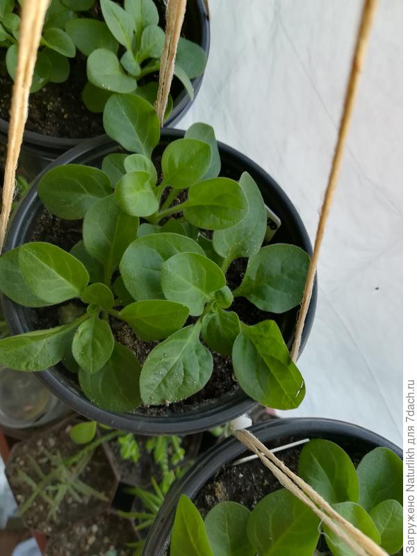 Рассада петунии по сей день была в полном здравии. Пикировала 3 недели назад. Растёт на окне, стекло закрыто полиэтиленом. Грунт аналогичный, удобрения не вносила, так как боюсь, что перерастает.