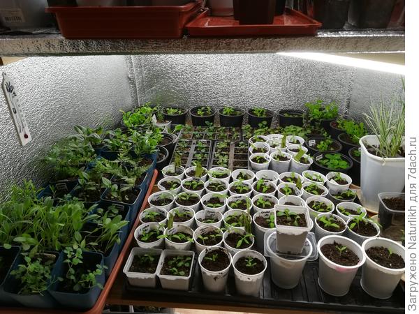 Василий, у нас и дни холодные. До марта месяца место на подоконнике даже губительно для всех цветов. Зима у нас нынче ого! От 30 до 49. В этом году все растёт и выживает только в кладовке. Там температура на стеллажах разная. Влажность большая, поэтому нейтрализованный торф мешаю с песком  и вермикулитом и сею уже обработанные и  проклюнувшиеся семена. На верхнем стеллаже они прорастают там 23-25, а потом на неделю опускаю ниже где около 16, чтоб окрепли и не тянулись. А потом уже  растём при 18-20 Биогумус добавляю в грунт, когда пикирую. Или подсыпаю в ёмкости, когда листики настоящие появятся.  Ещё использую гумат калия и жидкий биогумус. Опрыскивание по листу цитовитом, силиплантом раз в неделю.   Это я о перцах, томатах, баклажанах, долихосе. А вот петуния в марте переехала на окно. Для экономии места рассадные 600мл горшки повесила в два ряда. В кольца из нейлоновых хомутов(быстро, дёшево, надёжно).Там  Солнечная сторона, днем припекает солнышко, жарко прям. На стекле полиэтилен. А ночью там холодно. Но более 14 градусов.