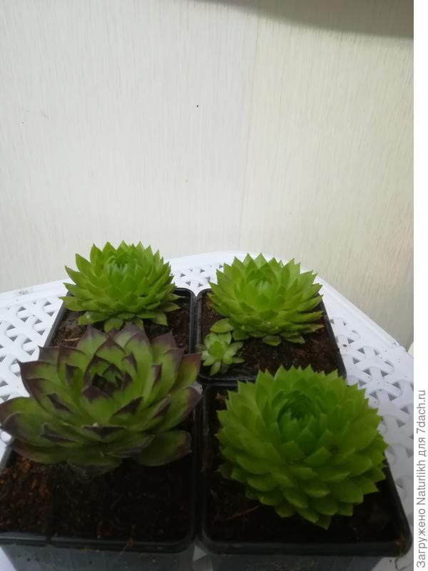 Теперь и я обладатель молодила