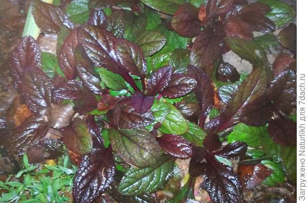 Моя живучка