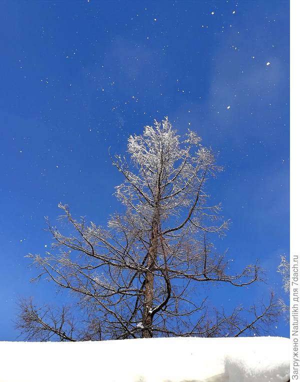 А у нас огромные хлопья снега! Весной и не пахнет. В снегу начнём провалиться в конце апреля. Аивысадкумрассады в грунт только в 20 числах июня.