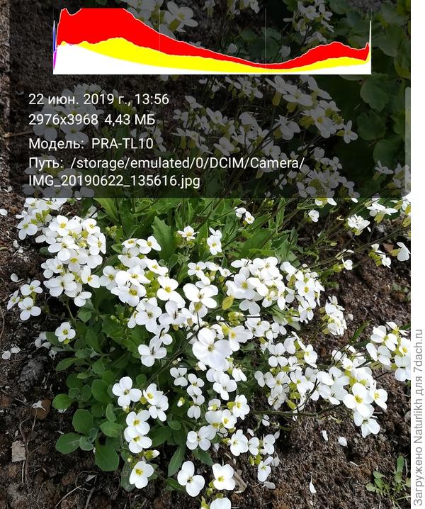 На 4райнем севере тоже цветёт арабис, только с опозданием на 3 месяца. Фото 22 июня. Вот и живём, ждём этого лета.... А в сентябре уже снеговиков лепим из мёртвого снега