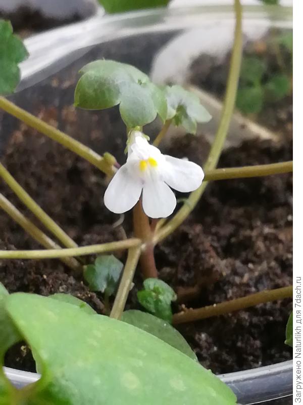 Очень миниатюрный цветок.  Дожил бы до лета.
