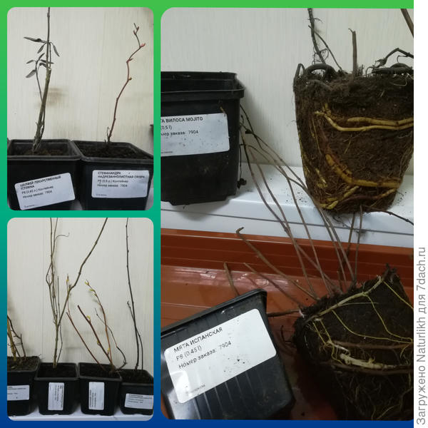 Ух, корней то сколько.  Щедро! Кстати, у имбирное мяты пахнут не не только высохшие стебли, но и корни.