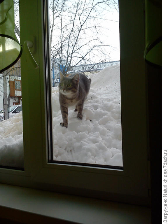 А у нас свой апрель. Солнышко пригревает, с крыш обваливается снег. Кошка в шоке.