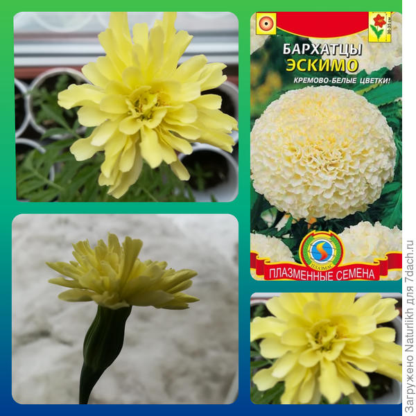 Не то, что на картинке, но цвет очень приятный.