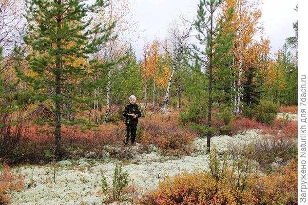 Август, Сезон сбора грибов.  Ягель использую для мульчирования грядок и укрытия молодых нежных саженцев. ягод. Очень много карликовые березок, можжевельников, голубики, брусники, клюквы, морошки