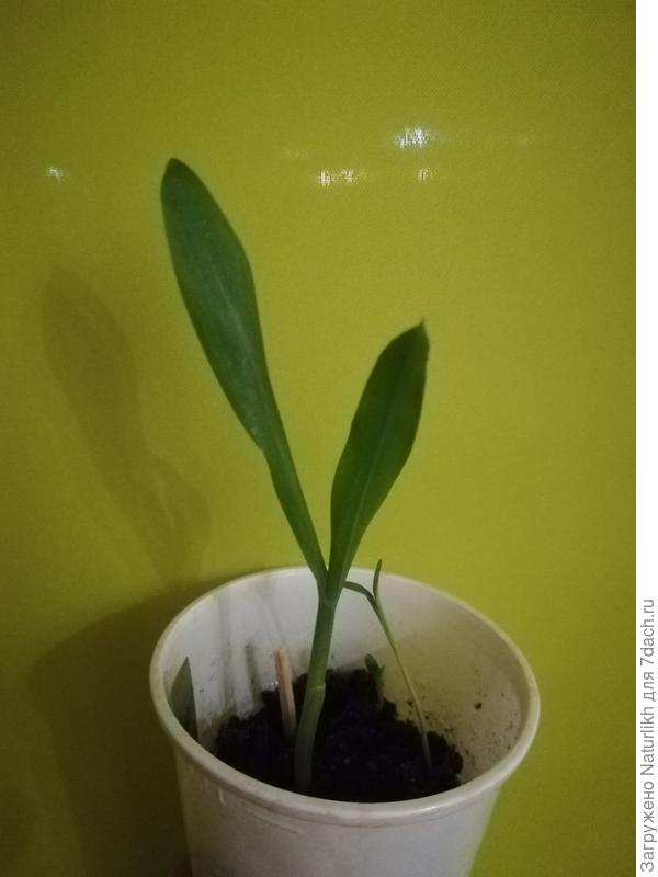 Роточкам чуть больше недели. Кукуруза Хуторянка раннеспелая, среднерослая от АФ Агрос. 100% схожесть